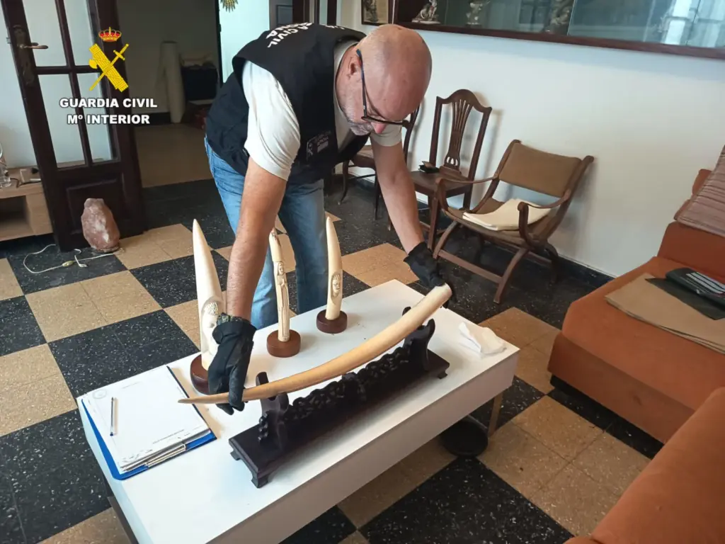 La Guardia Civil interviene una colección de piezas de marfil hallada en una vivienda de Las Palmas