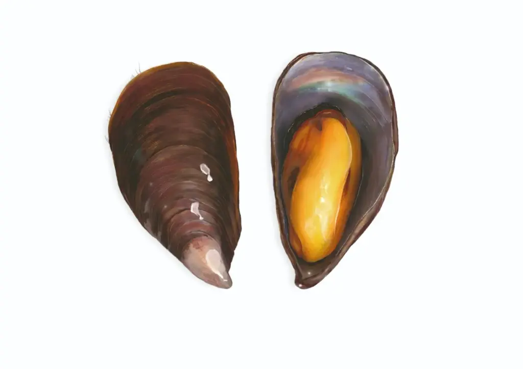 Mejillón canario