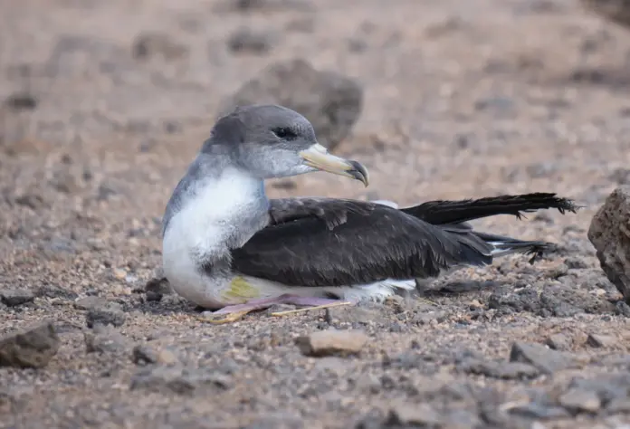 Fuerteventura activa la campaña de protección de la pardela cenicienta