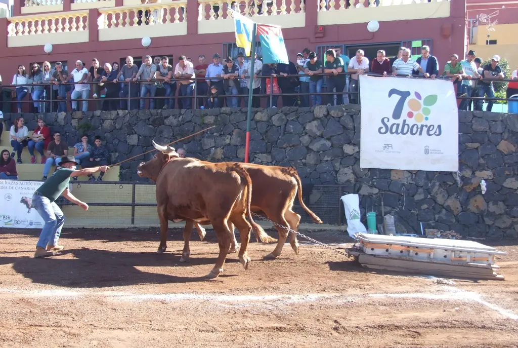 Arrastre de ganado. Imagen de recurso Federación de Arrastre Canario