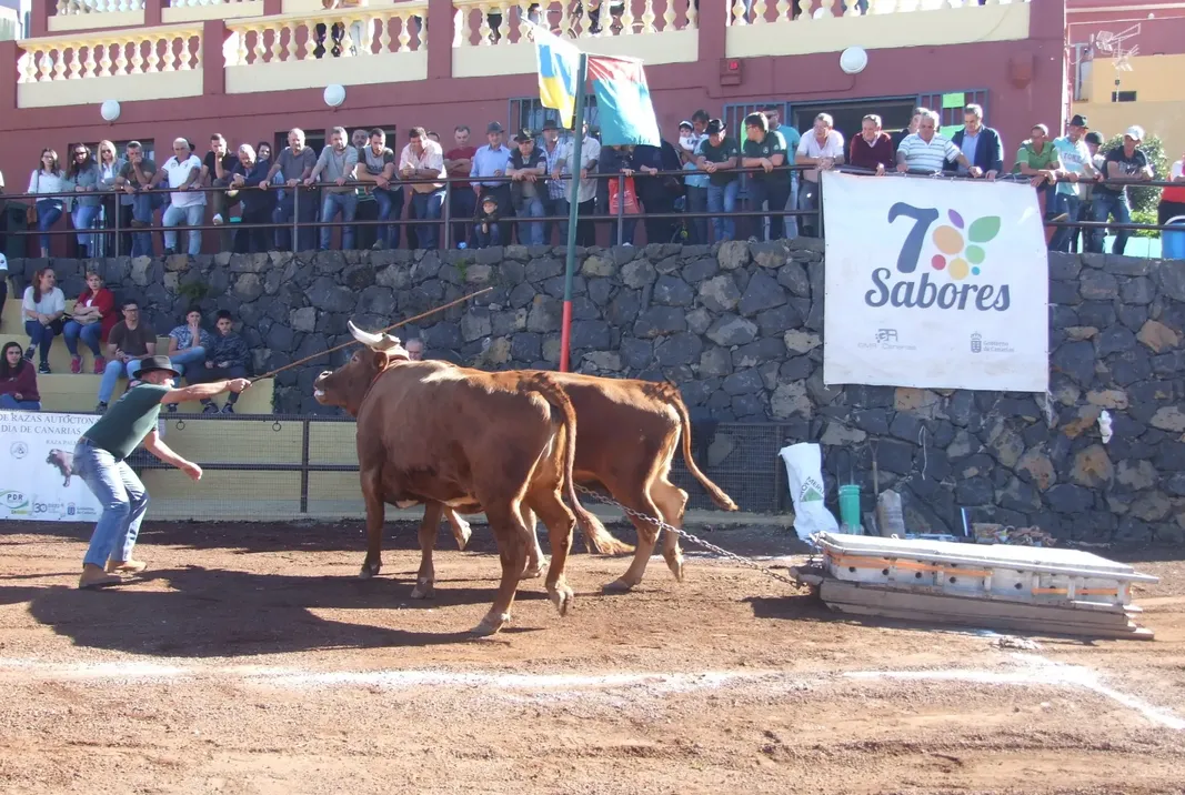 Arrastre de ganado. Imagen de recurso Federación de Arrastre Canario