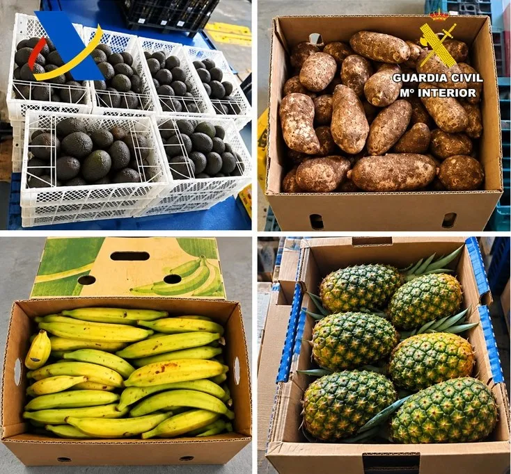 Intervenidas dos toneladas de fruta tropical introducida ilegalmente en Canarias a través del puerto de Tenerife