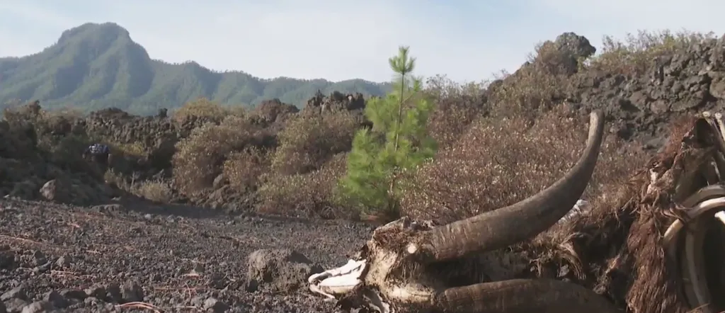 Hallan restos de ganado caprino en un espacio protegido de La Palma