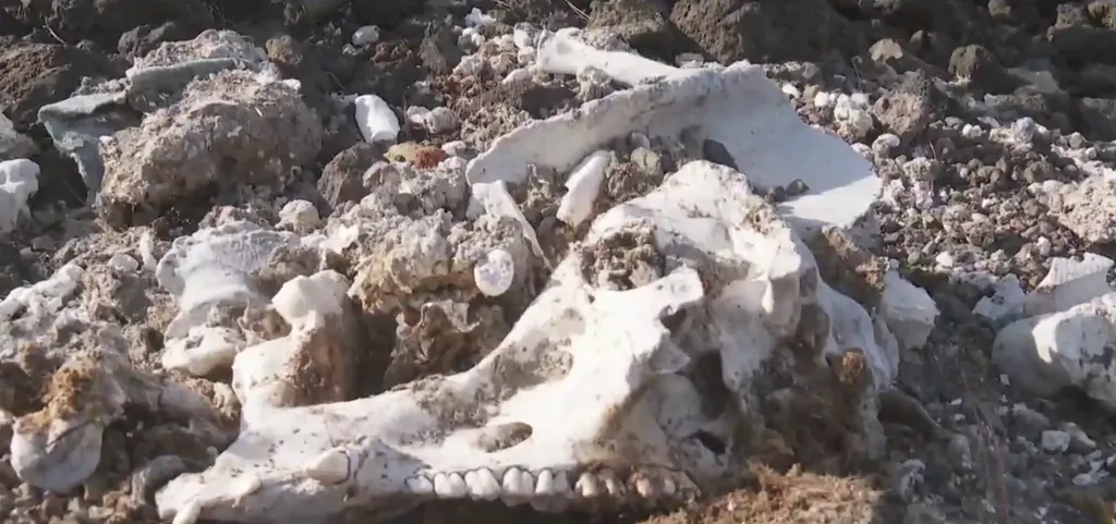 Hallan restos de ganado caprino en un espacio protegido de La Palma