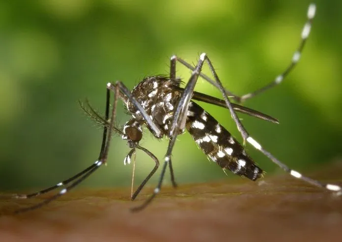 Mosquito tigre en una imagen de archivo / Europa Press