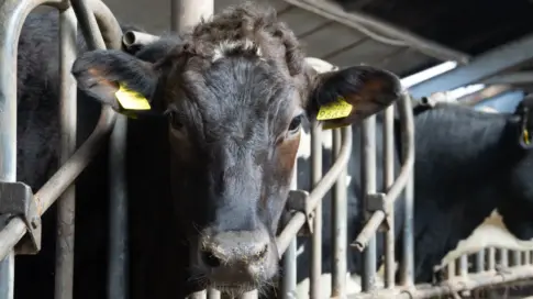 Alerta por el virus shamoda en ganaderías de España